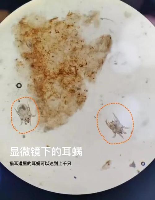 耳中取出活体猫螨虫