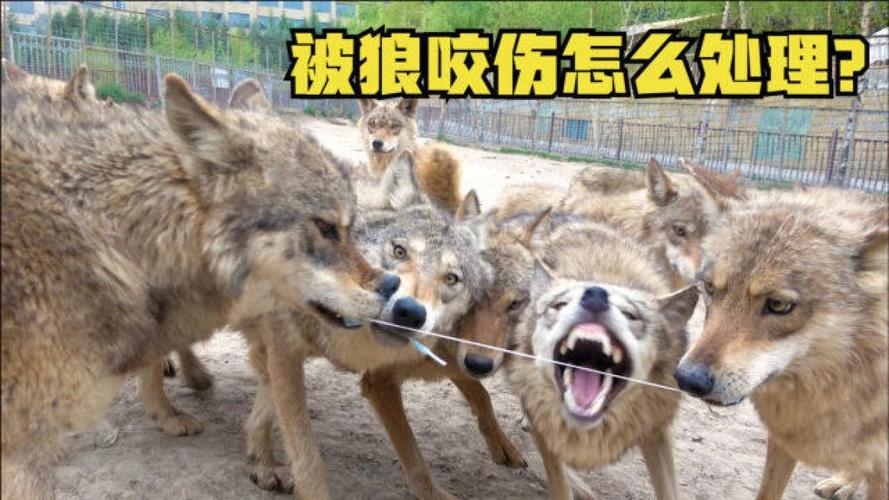 下车睡觉被狼咬伤,下车睡觉被狼咬伤了