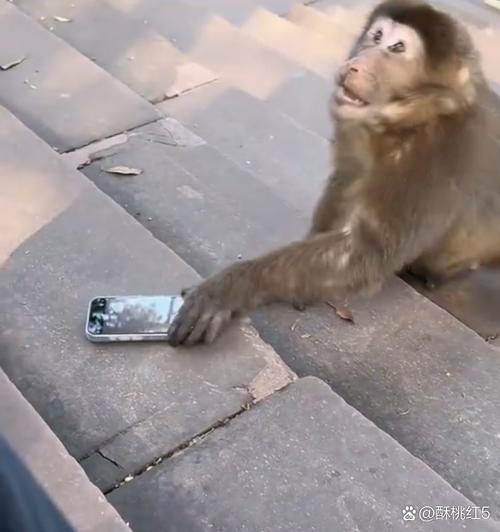 澳门研究生一码资料,和车钥匙逗猴被猴抢走与猴子车钥匙