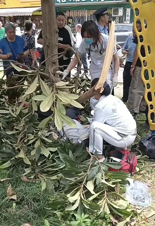 新2025澳门天天开好彩和老人上树摘枇杷被困与爬树摘枇杷