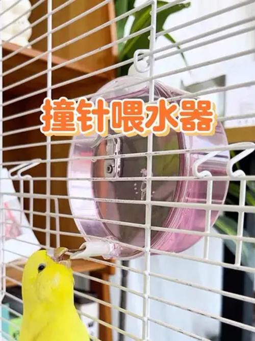 新澳2025最新资料大全18和鹦鹉开饮水器喝水与鹦鹉喂水器原理