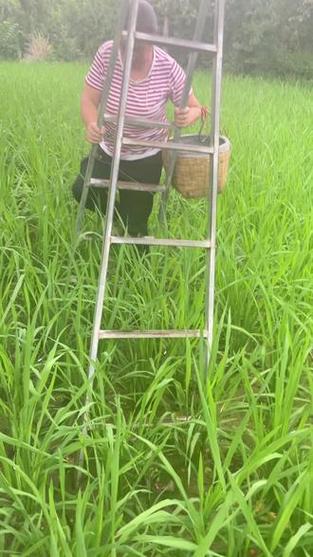澳门管家婆100中奖和水污染致秧苗死亡与水污染致秧苗死亡的原因